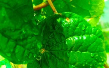 Betel Leaf and Cancer: An Evergreen Controversy